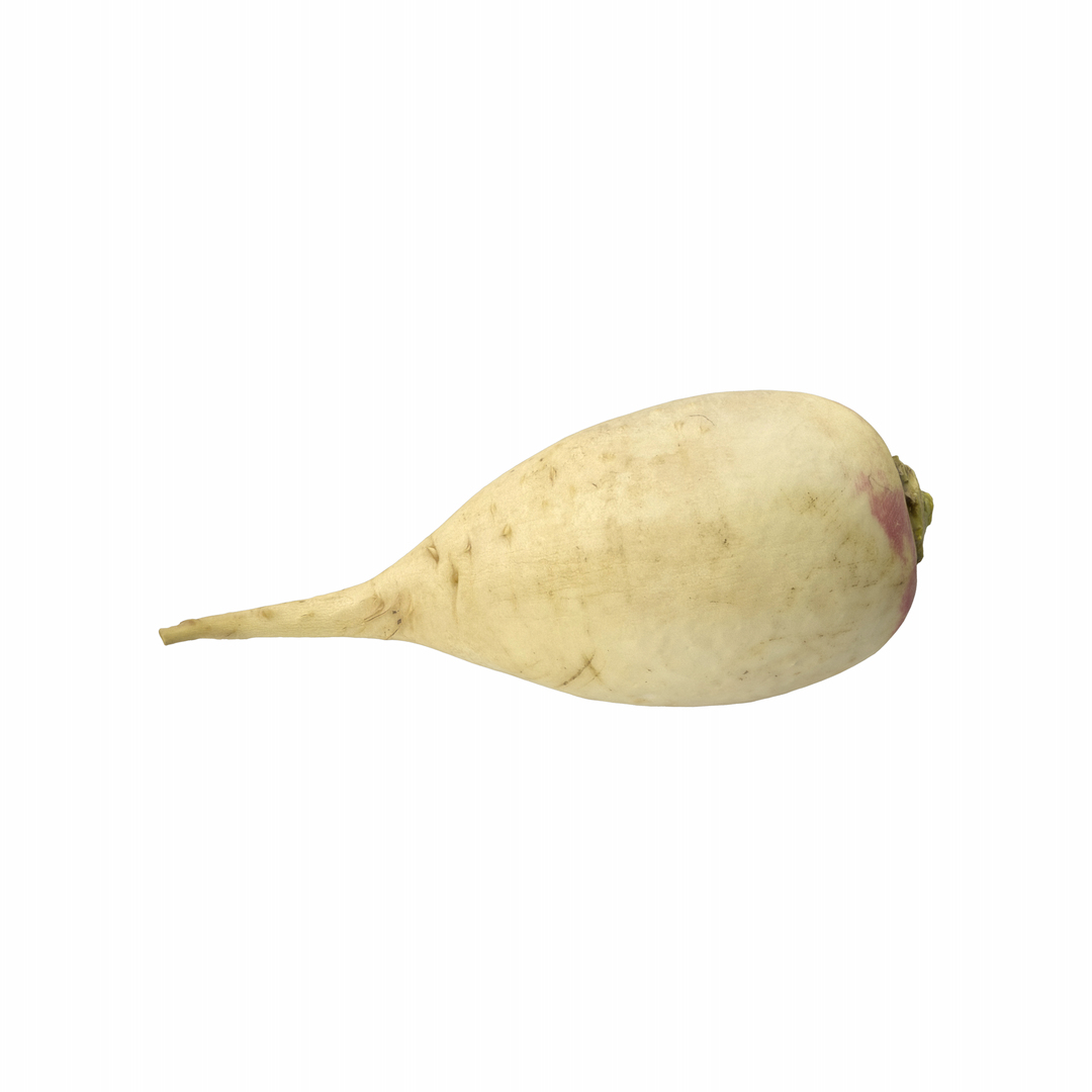 White Radish 3D model https://p.turbosquid.com/ts-thumb/Fy/edlzN2/GB/p/png/1746343141/1920x1080/turn_fit_q99/e8044f3dcc2553bfdcfac5d84a5b220d0aca9d79/p-1.jpg