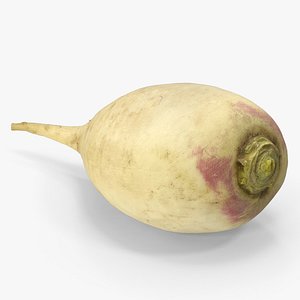 White Radish 3D model