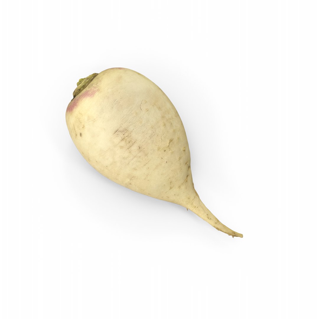White Radish 3D model https://p.turbosquid.com/ts-thumb/Fy/edlzN2/Wx/whiteradish.b11.2k/png/1746342979/1920x1080/fit_q87/12e465f00da93627c3ac1134bf23c37b9ba1e32b/whiteradish.b11.2k.jpg