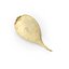 White Radish