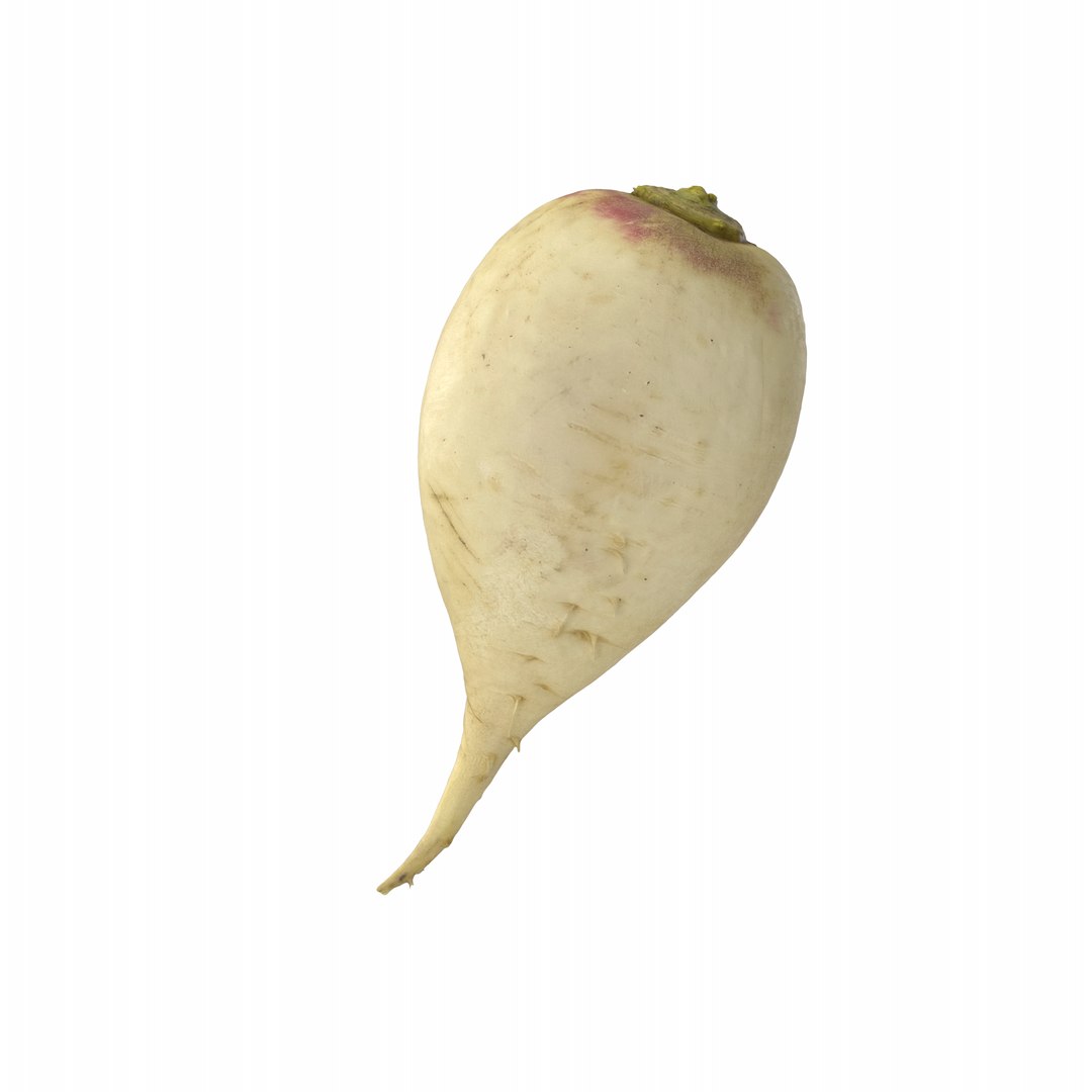 White Radish 3D model https://p.turbosquid.com/ts-thumb/Fy/edlzN2/pO/whiteradish.o04.2k/png/1746342977/1920x1080/fit_q87/f7feafee7fa67e9ce3ec5c4a54677d4f146f30be/whiteradish.o04.2k.jpg