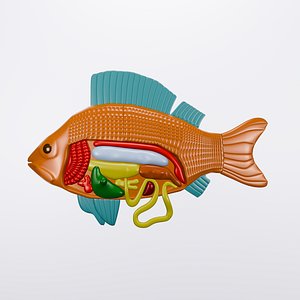 fish 3D model