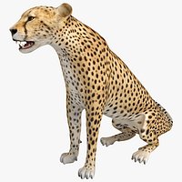 Cheetah 2 Pose 3