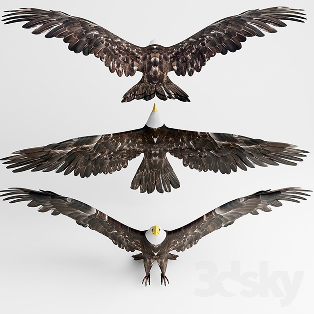 3D Model Hawk - TurboSquid 1209031