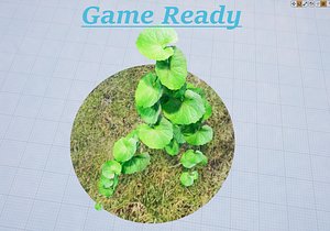 Brazilian_Pennywort