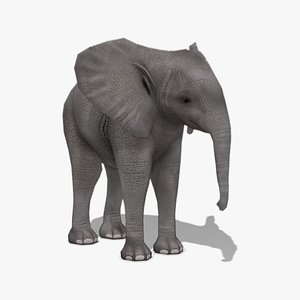 3D model African Elephant Calf