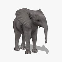 African Elephant Calf