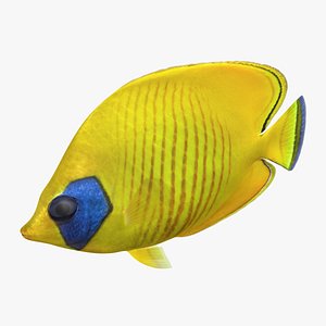 3D model bluecheek butterflyfish rigged