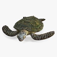 Realistic Sea Turtle Rigged for Cinema 4D