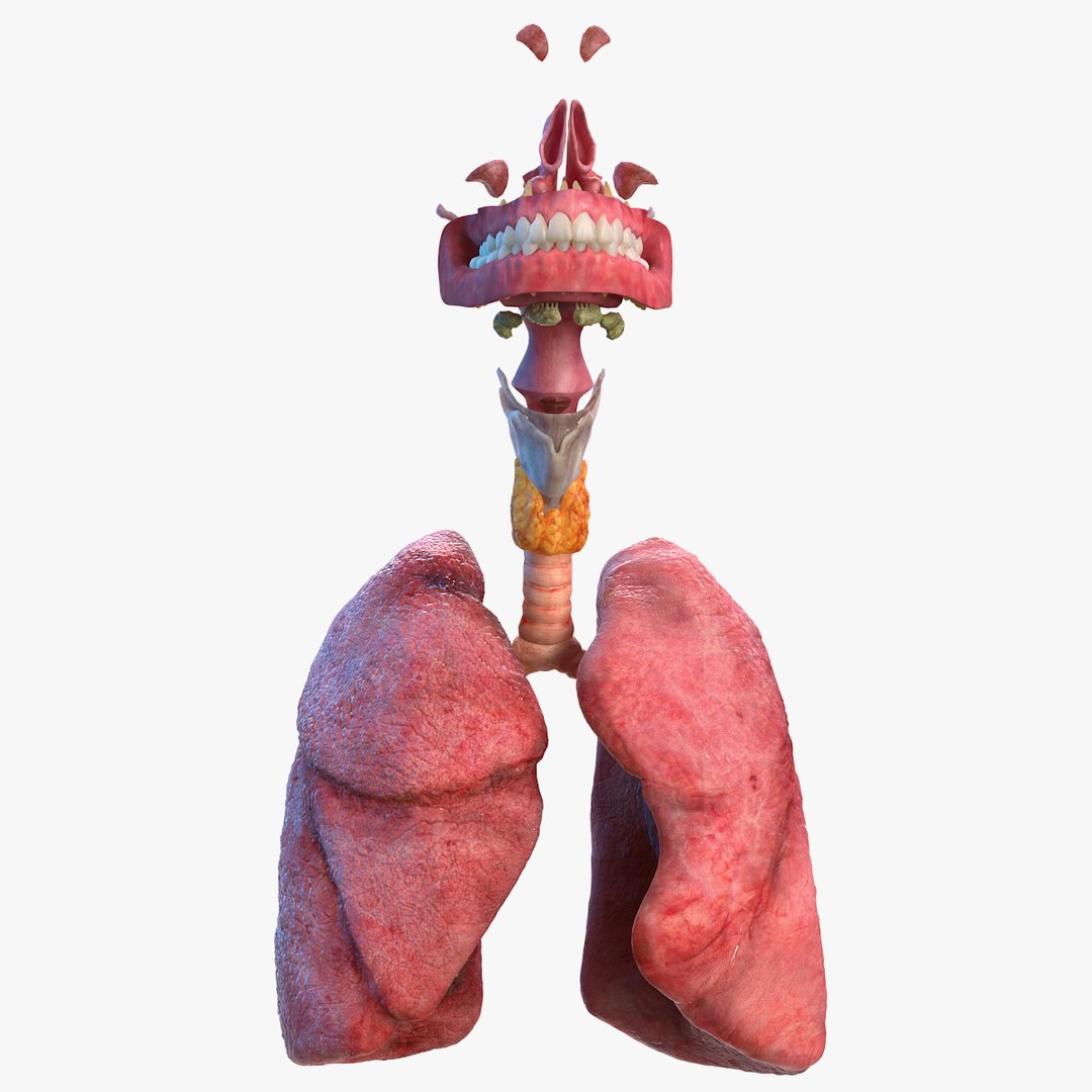 Human Full Respiratory System 3D model preview
