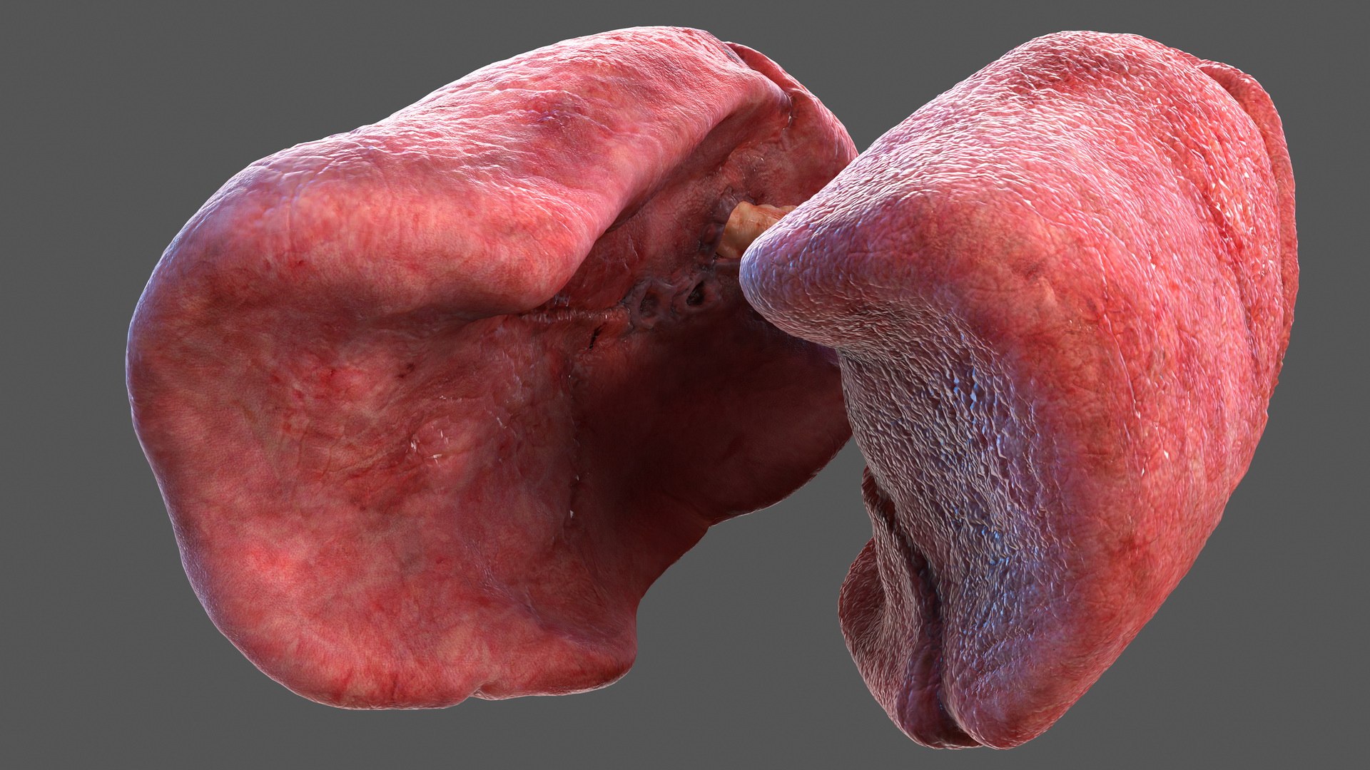 3D Human Respiratory - TurboSquid 1469281