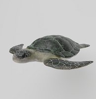 sea turtle