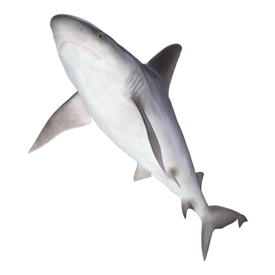sandbar shark max https://p.turbosquid.com/ts-thumb/Fz/AunbEs/8BN6jxzy/sandbarshark3dmodel08/jpg/1453577784/1920x1080/fit_q87/3223adc8479cbbaa87419dfe194f7a38b59c6f6d/sandbarshark3dmodel08.jpg