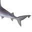 Sandbar Shark 3D Model