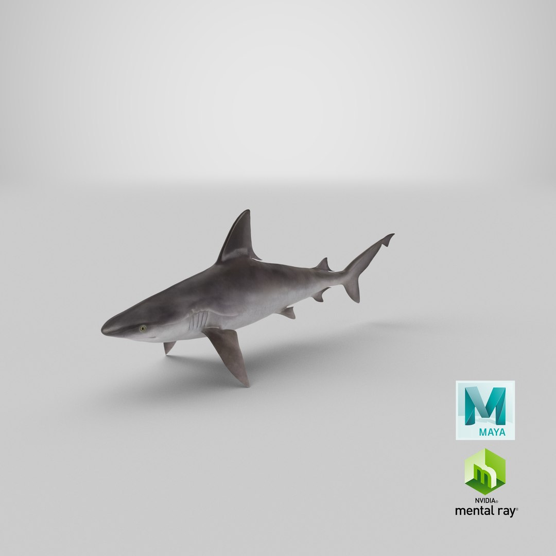 sandbar shark max https://p.turbosquid.com/ts-thumb/Fz/AunbEs/Hg/stemcell_maya_mental_ray_render/png/1670955448/1920x1080/fit_q87/52a598b91d47b05bd6dfdd16f3983b155ec9cbdb/stemcell_maya_mental_ray_render.jpg