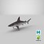 Sandbar Shark 3D Model