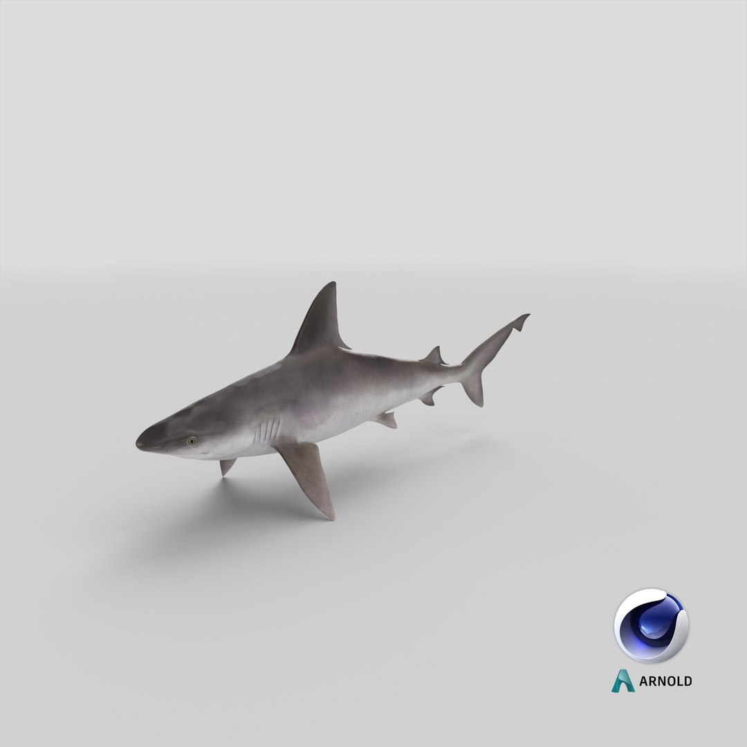 sandbar shark max https://p.turbosquid.com/ts-thumb/Fz/AunbEs/WE/stemcell_cinema_4d_arnold_render/png/1670955437/1920x1080/fit_q87/da2a30114674af539822369149e8b729cc772f93/stemcell_cinema_4d_arnold_render.jpg