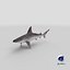 Sandbar Shark 3D Model