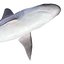 Sandbar Shark 3D Model