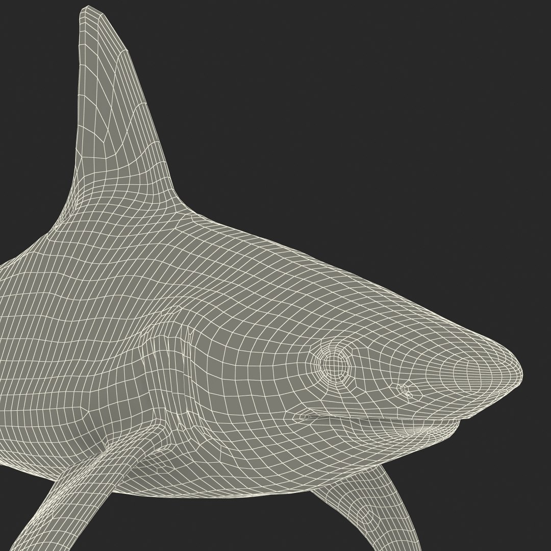 sandbar shark max https://p.turbosquid.com/ts-thumb/Fz/AunbEs/c933XgpR/sandbarshark3dmodel26/jpg/1453577786/1920x1080/fit_q87/5b2c92aee28757a2da55c7cdd48161a724ee17ce/sandbarshark3dmodel26.jpg