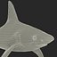 Sandbar Shark 3D Model