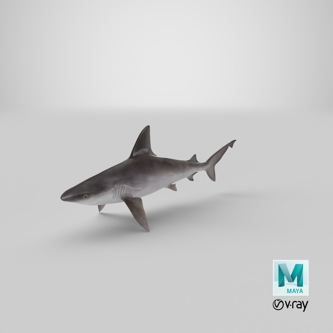 sandbar shark max https://p.turbosquid.com/ts-thumb/Fz/AunbEs/db/stemcell_maya_vray_render/png/1670955450/1920x1080/fit_q87/92c441bd28cb3d84dab405492350cf293edeb322/stemcell_maya_vray_render.jpg
