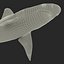 Sandbar Shark 3D Model