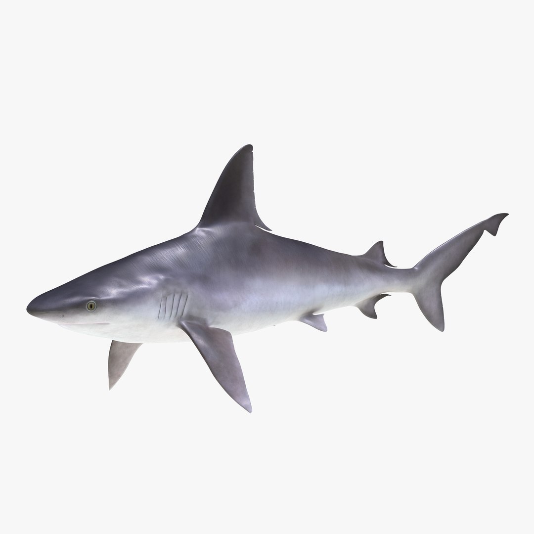 Sandbar Shark 3D Model 3D model preview