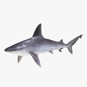 sandbar shark max