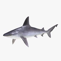 Sandbar Shark 3D Model