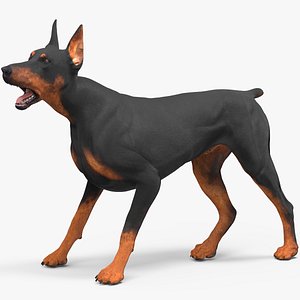 3D Doberman Pinscher Dog Rigged for Cinema 4D