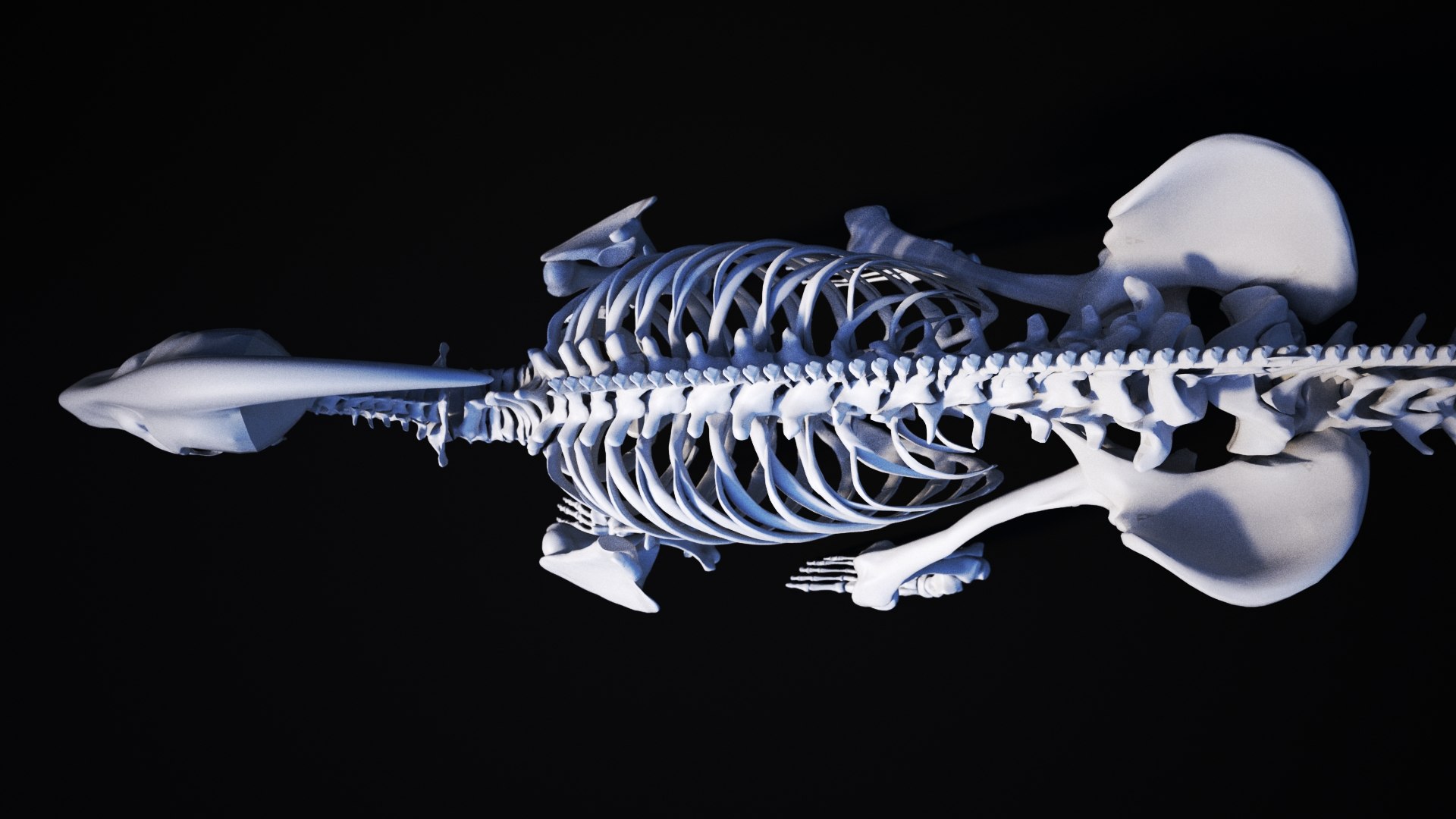 3D model Dinosaurbone https://p.turbosquid.com/ts-thumb/Fz/GMTcrZ/b4/dinosaurbone_04/jpg/1617699430/1920x1080/fit_q87/9ebbf86a5c2c9d2985d572b09b4770c1ef419885/dinosaurbone_04.jpg