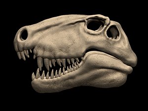 Dimetrodon Skull 3D print model 3D model