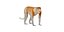 3D Proboscis Primate Monkey