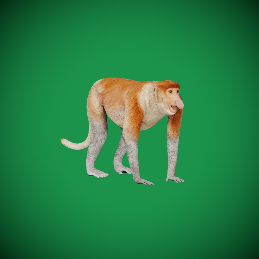 3D Proboscis Primate Monkey https://p.turbosquid.com/ts-thumb/Fz/drH4Cb/AD/search_image/png/1728353336/1920x1080/fit_q87/a18b26f0d2321804e6b470429682b86e61710c37/search_image.jpg