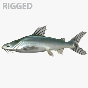 sea catfish model