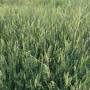 Grass field 01