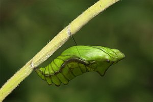 Chrysalis 3