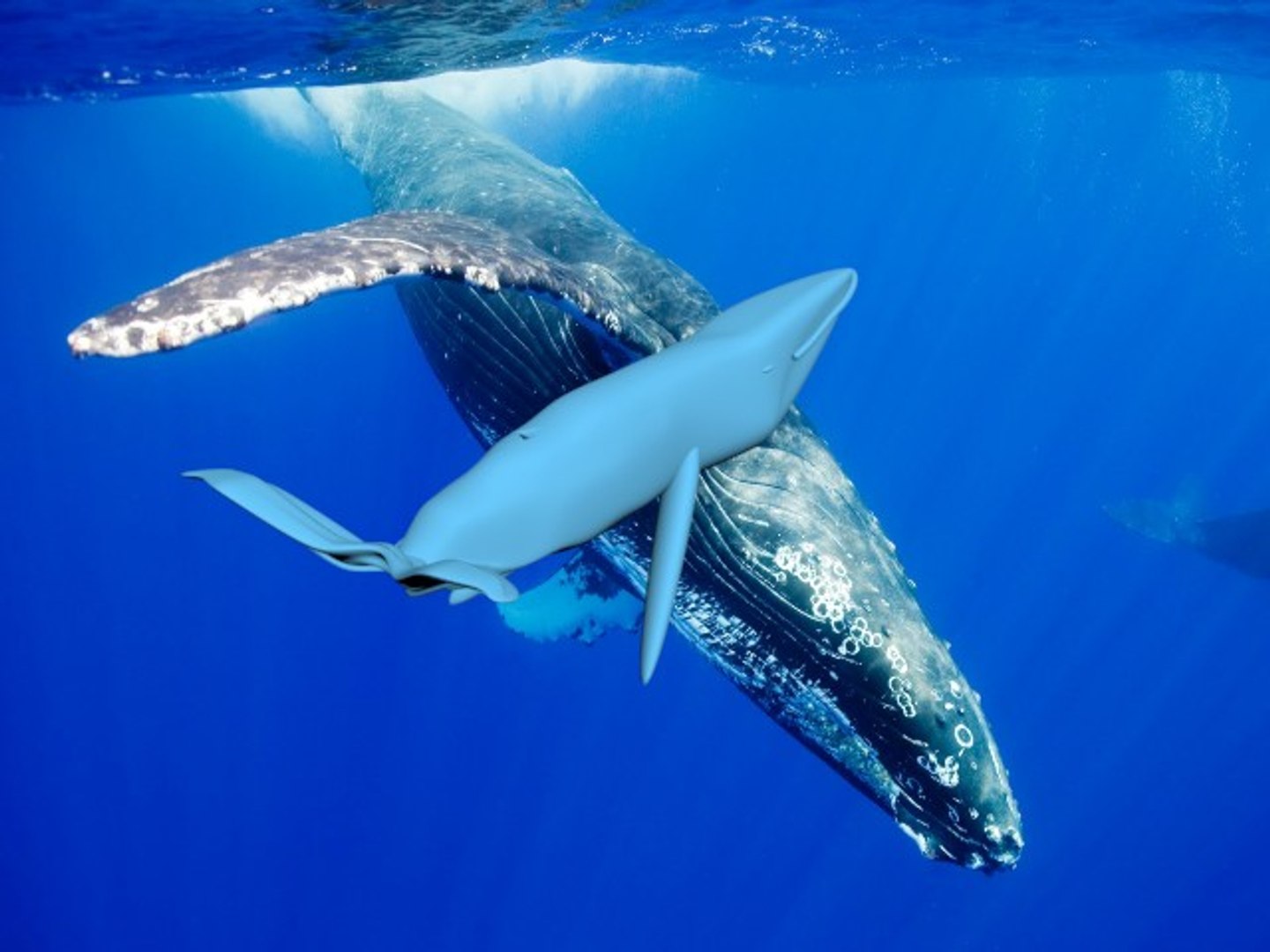 free max model humpback whale https://p.turbosquid.com/ts-thumb/G0/0Oarqv/4NvyzdhK/whale05/jpg/1359305714/1920x1080/fit_q87/e9fc3c7d670db88d7376748d4277a61b09e89aa1/whale05.jpg