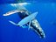 whale