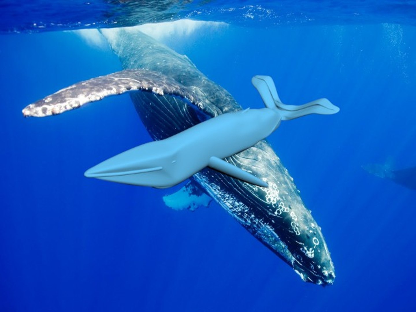 free max model humpback whale https://p.turbosquid.com/ts-thumb/G0/0Oarqv/MxznqR0t/whale03/jpg/1359305705/1920x1080/fit_q87/8e2cf6e0150e391042365e628cbc67be6c5b36ea/whale03.jpg