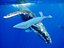 whale