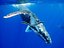 whale