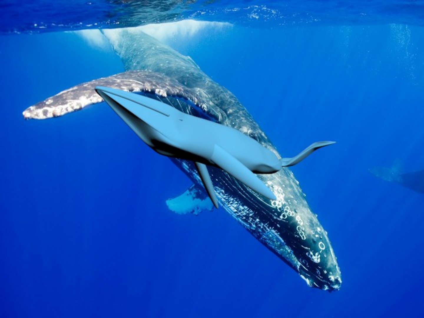 free max model humpback whale https://p.turbosquid.com/ts-thumb/G0/0Oarqv/i8RyDBhI/whale02/jpg/1359305684/1920x1080/fit_q87/81c9e4db275a579eaa5be575d1bd34359e3f227b/whale02.jpg