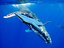 whale