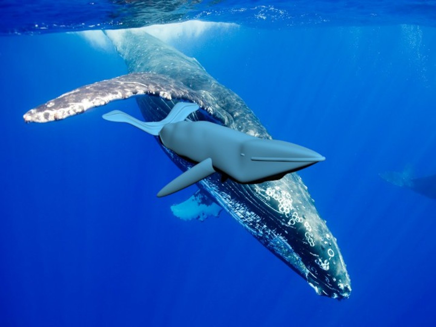 free max model humpback whale