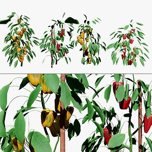 Capsicum Plant 3D Model