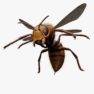 Hornet rigged