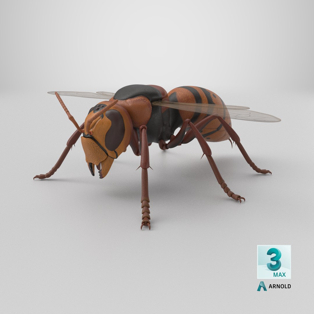 Hornet 3D model https://p.turbosquid.com/ts-thumb/G0/Emvr2g/Gd/stemcell_max_arnold_render/png/1771421876/1920x1080/fit_q87/4b7d14b9382934d9834f807ddd04db7a96c386e9/stemcell_max_arnold_render.jpg