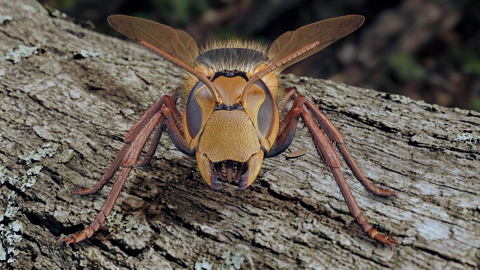 Hornet 3D model https://p.turbosquid.com/ts-thumb/G0/Emvr2g/Hj/untitled3/jpg/1790408075/1920x1080/fit_q87/1b4596b40831a371018d271b367463ea5751f628/untitled3.jpg